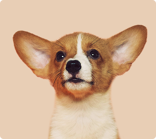 Franklin Alimentation premium pour chien et chat. Choisissez la meilleure nourriture pour votre animal : Croquettes sans céréales riches en protéines et faibles en glucides. Découvrez notre large gamme de pâtées et de friandises riches en viande !