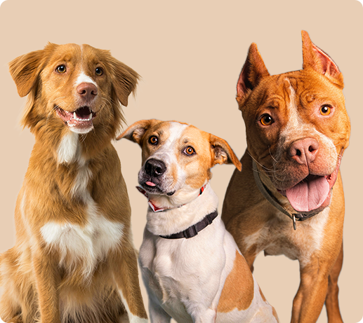 Franklin Alimentation premium pour chien et chat. Choisissez la meilleure nourriture pour votre animal : Croquettes sans céréales riches en protéines et faibles en glucides. Découvrez notre large gamme de pâtées et de friandises riches en viande !