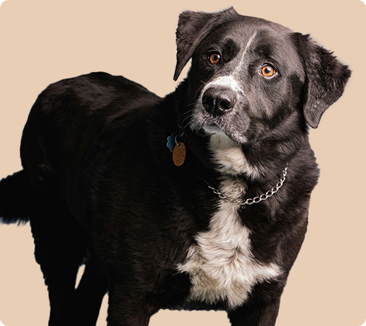 Franklin Alimentation premium pour chien et chat. Choisissez la meilleure nourriture pour votre animal : Croquettes sans céréales riches en protéines et faibles en glucides. Découvrez notre large gamme de pâtées et de friandises riches en viande !