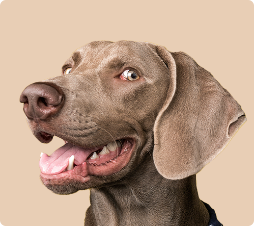 Franklin Alimentation premium pour chien et chat. Choisissez la meilleure nourriture pour votre animal : Croquettes sans céréales riches en protéines et faibles en glucides. Découvrez notre large gamme de pâtées et de friandises riches en viande !