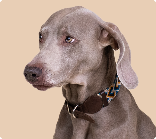 Franklin Alimentation premium pour chien et chat. Choisissez la meilleure nourriture pour votre animal : Croquettes sans céréales riches en protéines et faibles en glucides. Découvrez notre large gamme de pâtées et de friandises riches en viande !