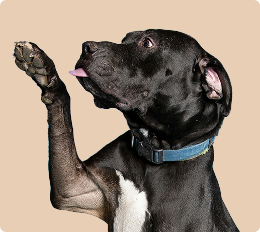 Franklin Alimentation premium pour chien et chat. Choisissez la meilleure nourriture pour votre animal : Croquettes sans céréales riches en protéines et faibles en glucides. Découvrez notre large gamme de pâtées et de friandises riches en viande !