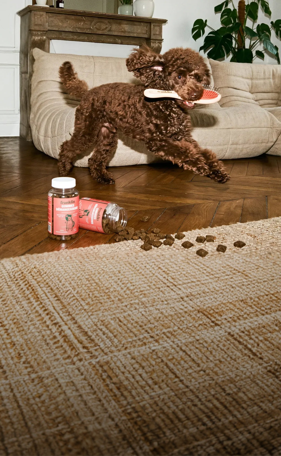Franklin Alimentation premium pour chien et chat. Choisissez la meilleure nourriture pour votre animal : Croquettes sans céréales riches en protéines et faibles en glucides. Découvrez notre large gamme de pâtées et de friandises riches en viande !