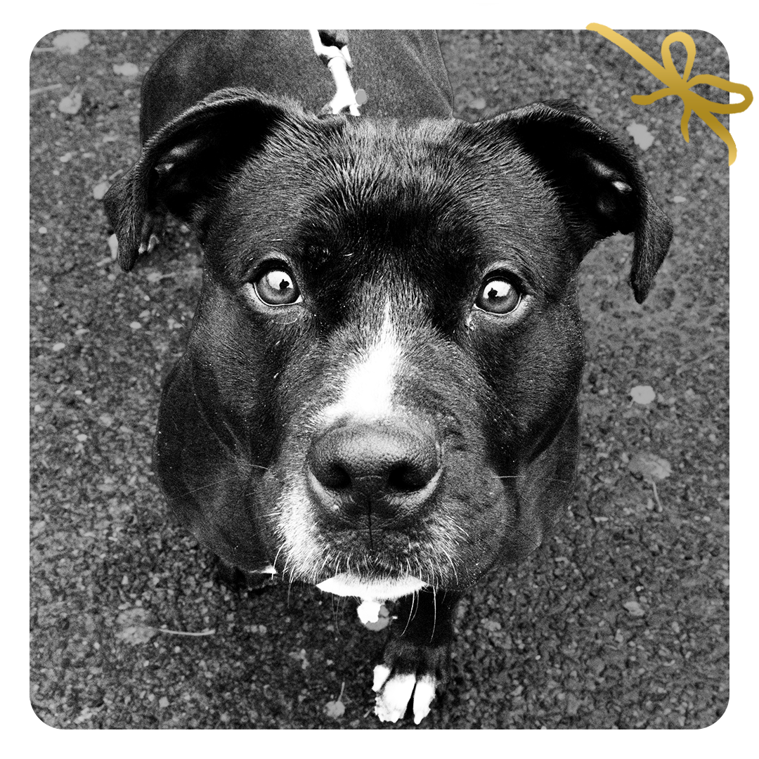 Franklin Alimentation premium pour chien et chat. Choisissez la meilleure nourriture pour votre animal : Croquettes sans céréales riches en protéines et faibles en glucides. Découvrez notre large gamme de pâtées et de friandises riches en viande !
