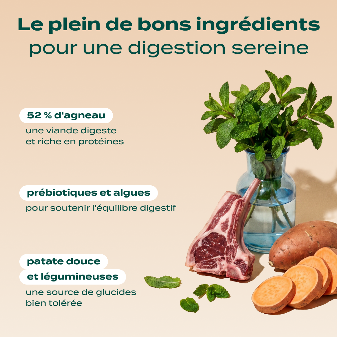 AGNEAU, PATATE DOUCE, MENTHE
