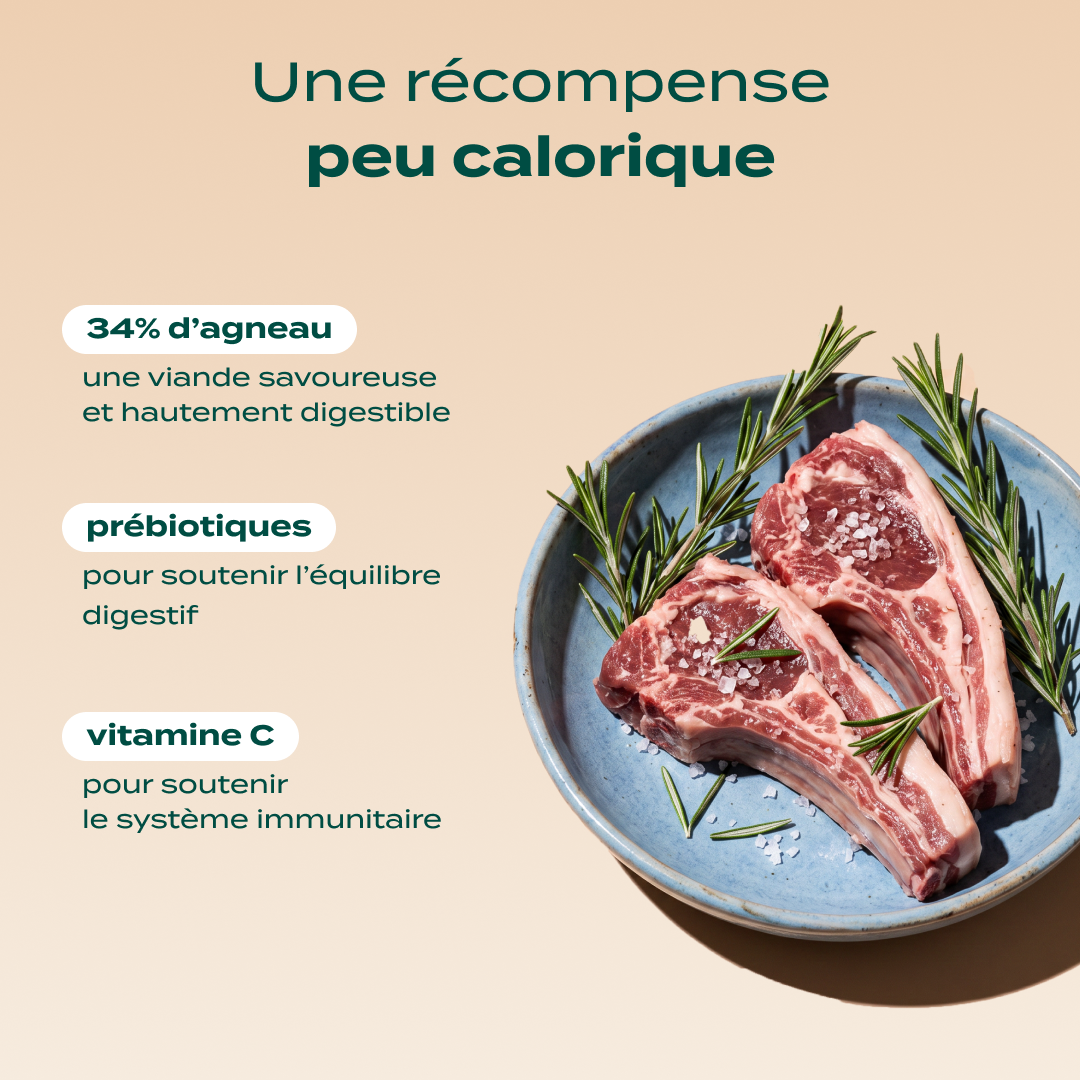 Dressage agneau