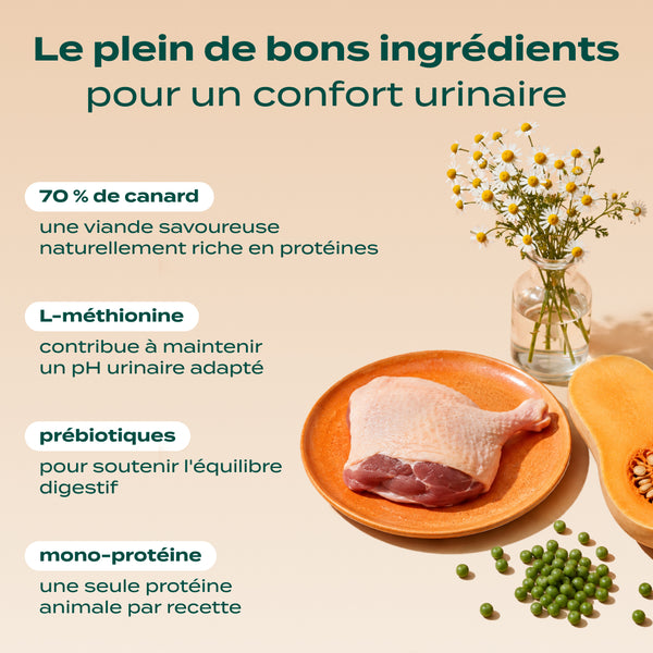 canard-courge-camomille