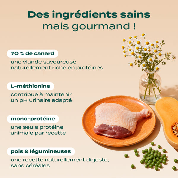 canard-courge-camomille