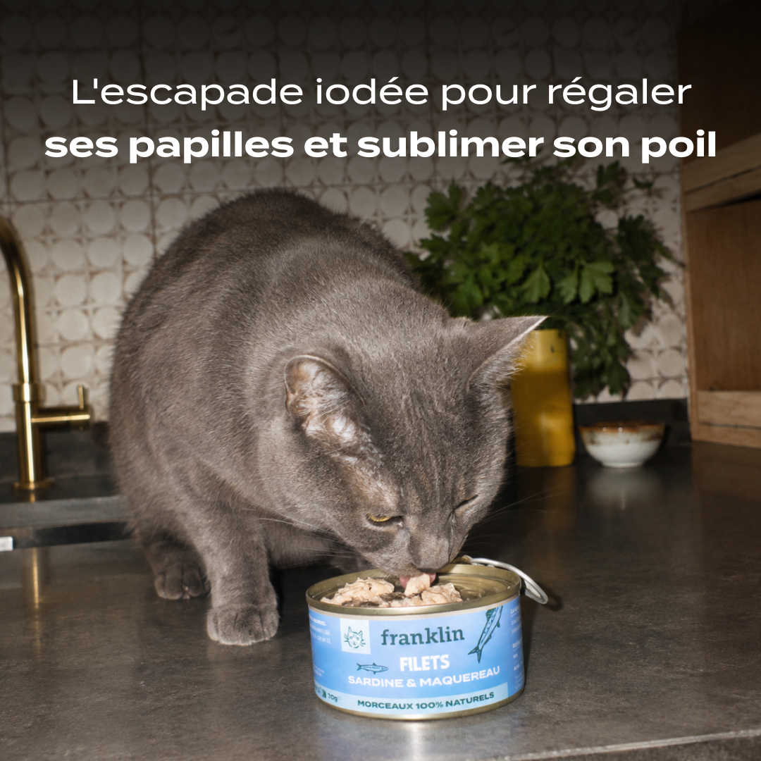 SARDINE & MAQUEREAU