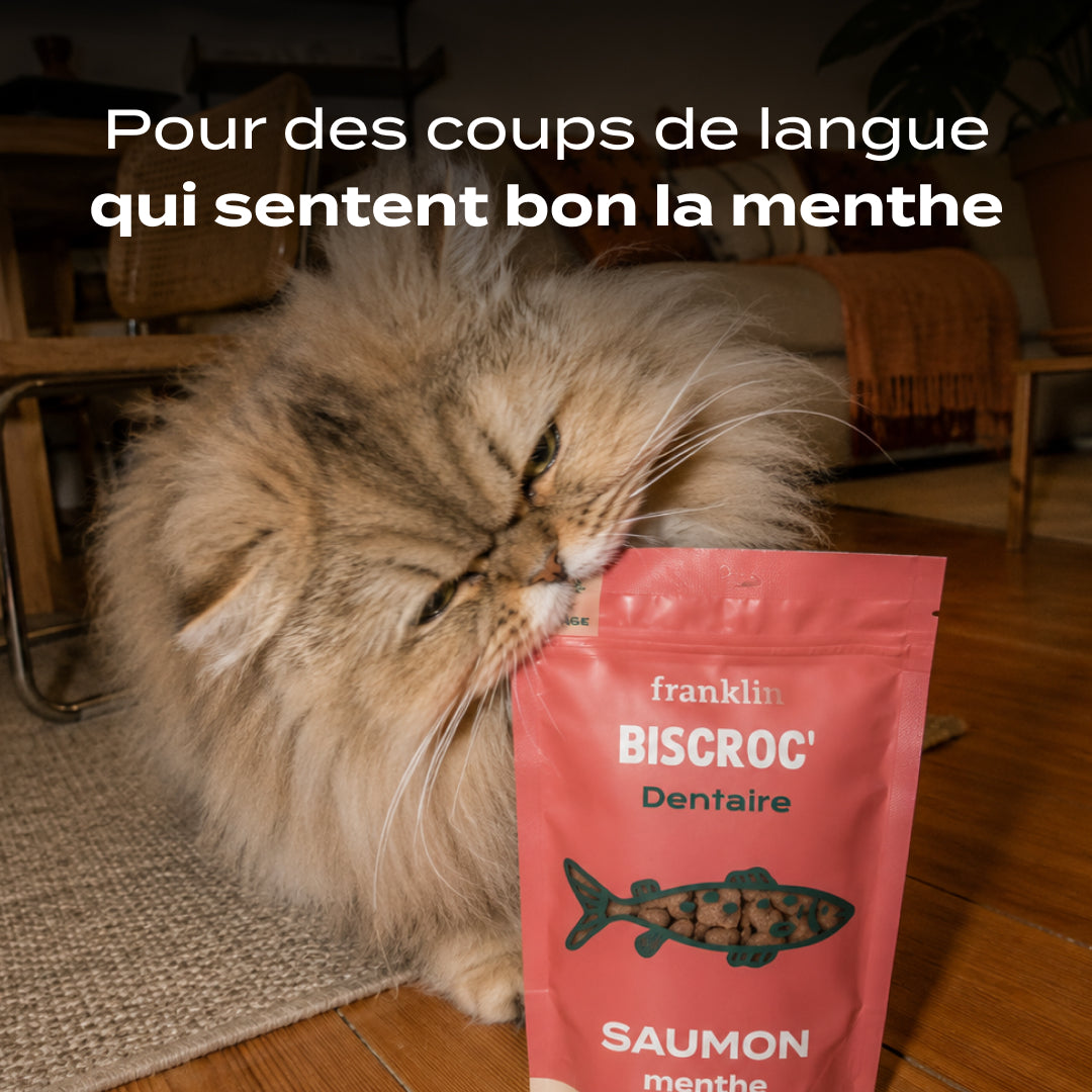 BISCROC' DENTAIRE