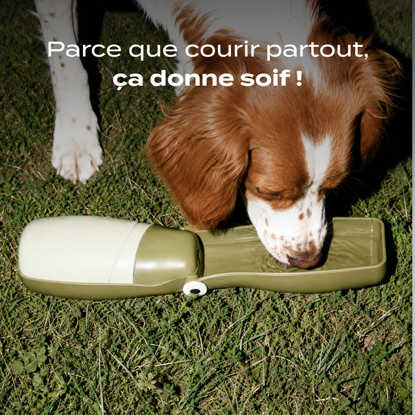 gourde-chien
