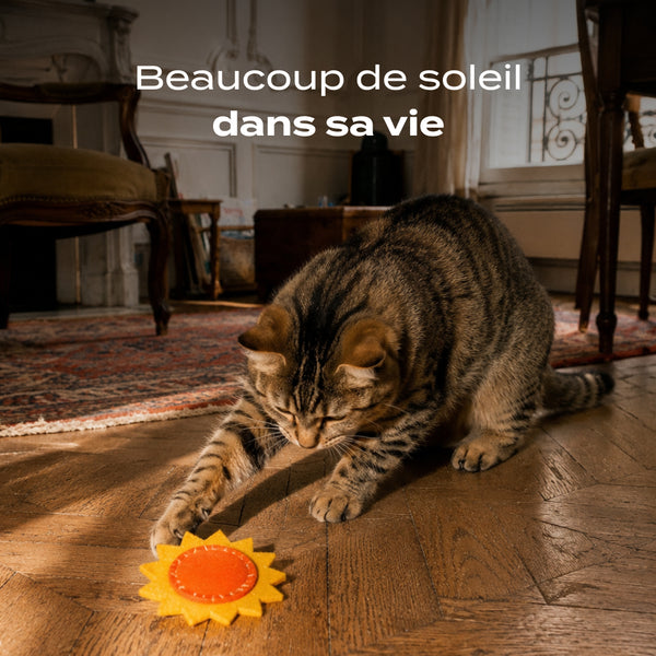 tournesol-herbe-a-chat