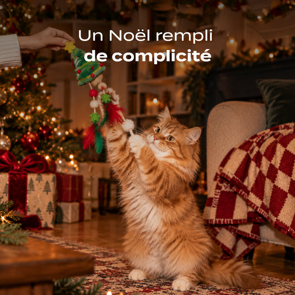 sapin-de-noel-herbe-a-chat