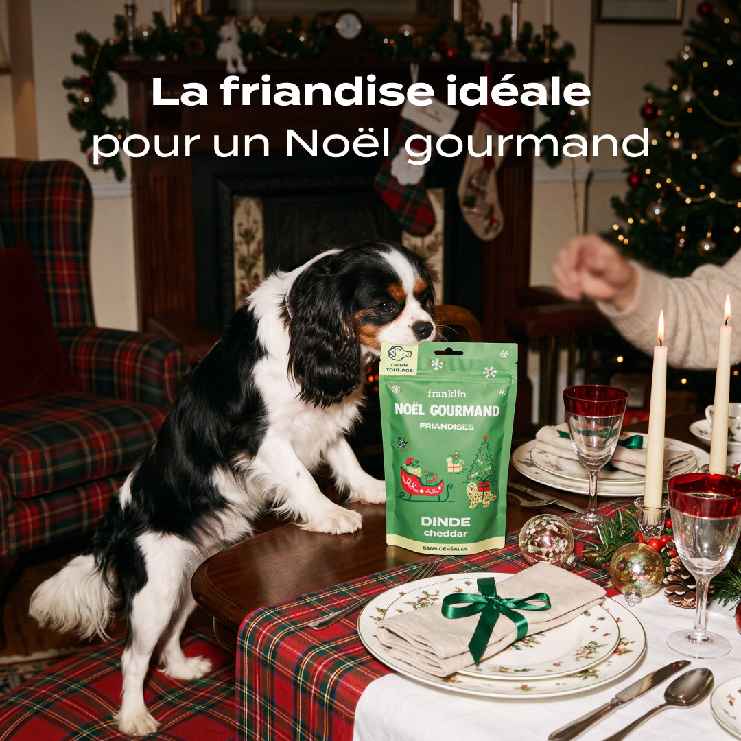 NOËL GOURMAND DINDE, CHEDDAR
