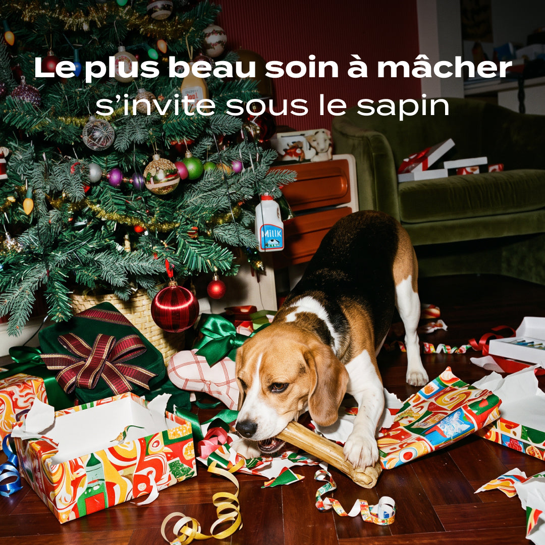 OS À MÂCHER