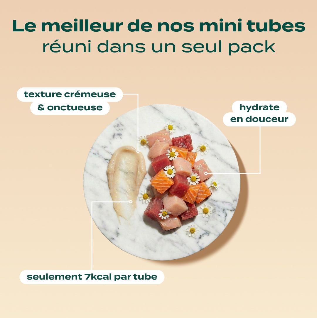 PACK DÉCOUVERTE CHAT