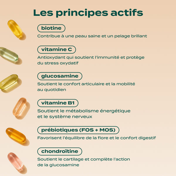 gummies-multivitamines