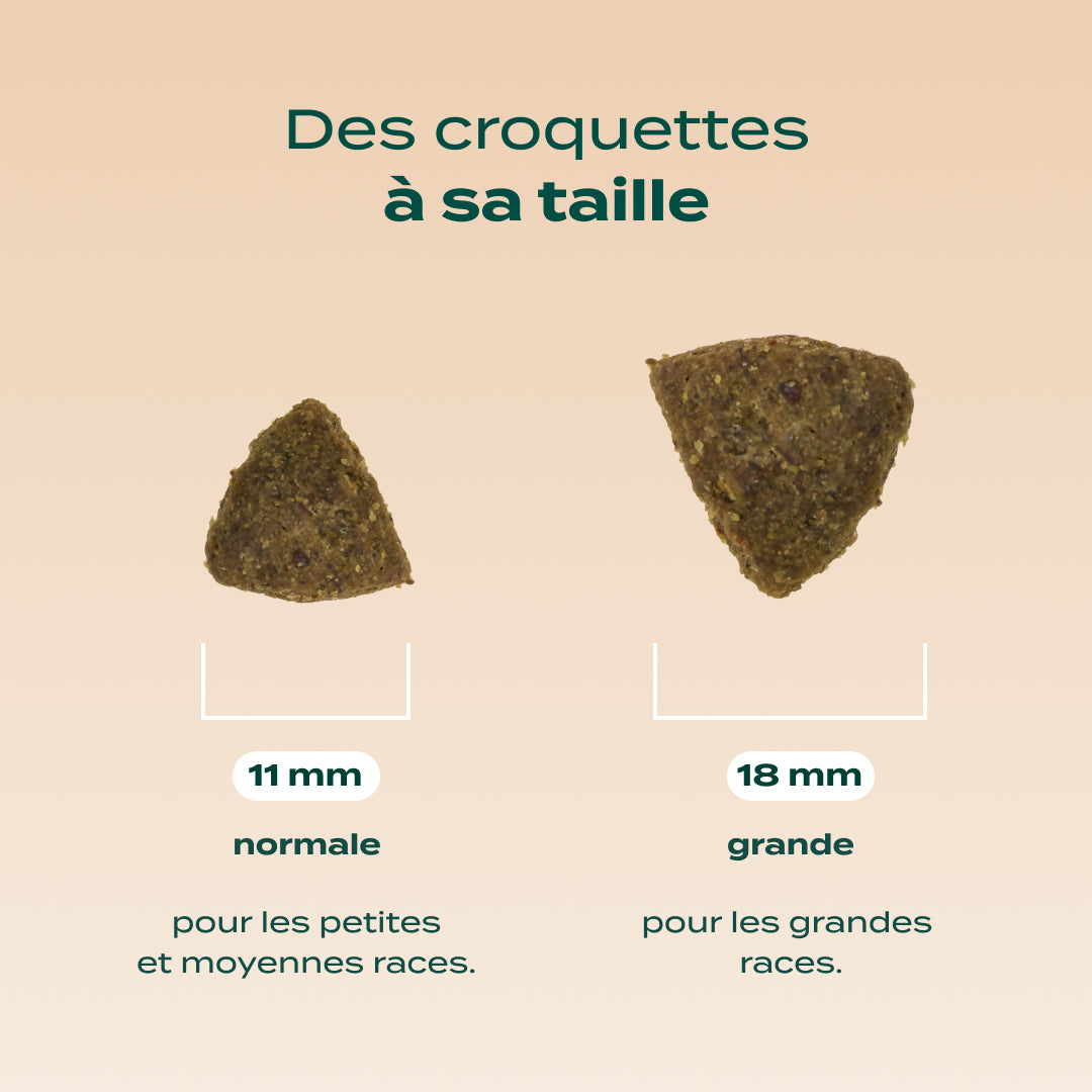 SAUMON, TRUITE, PERSIL