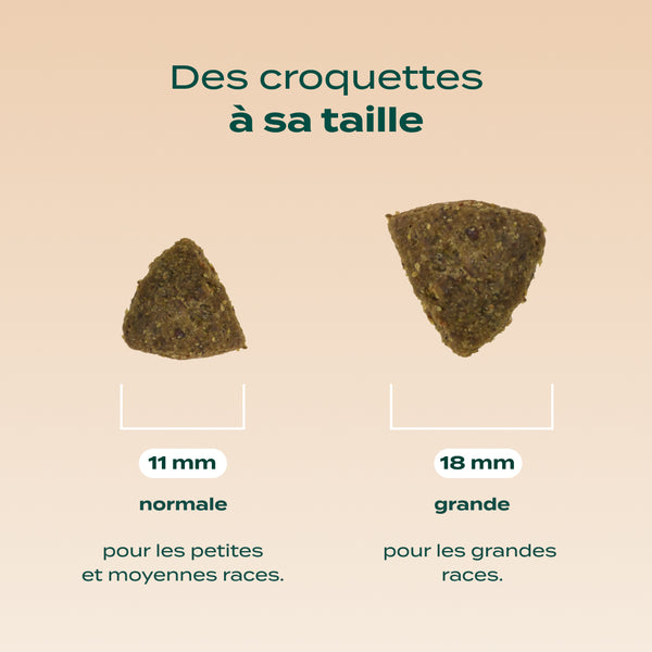 saumon-truite-persil