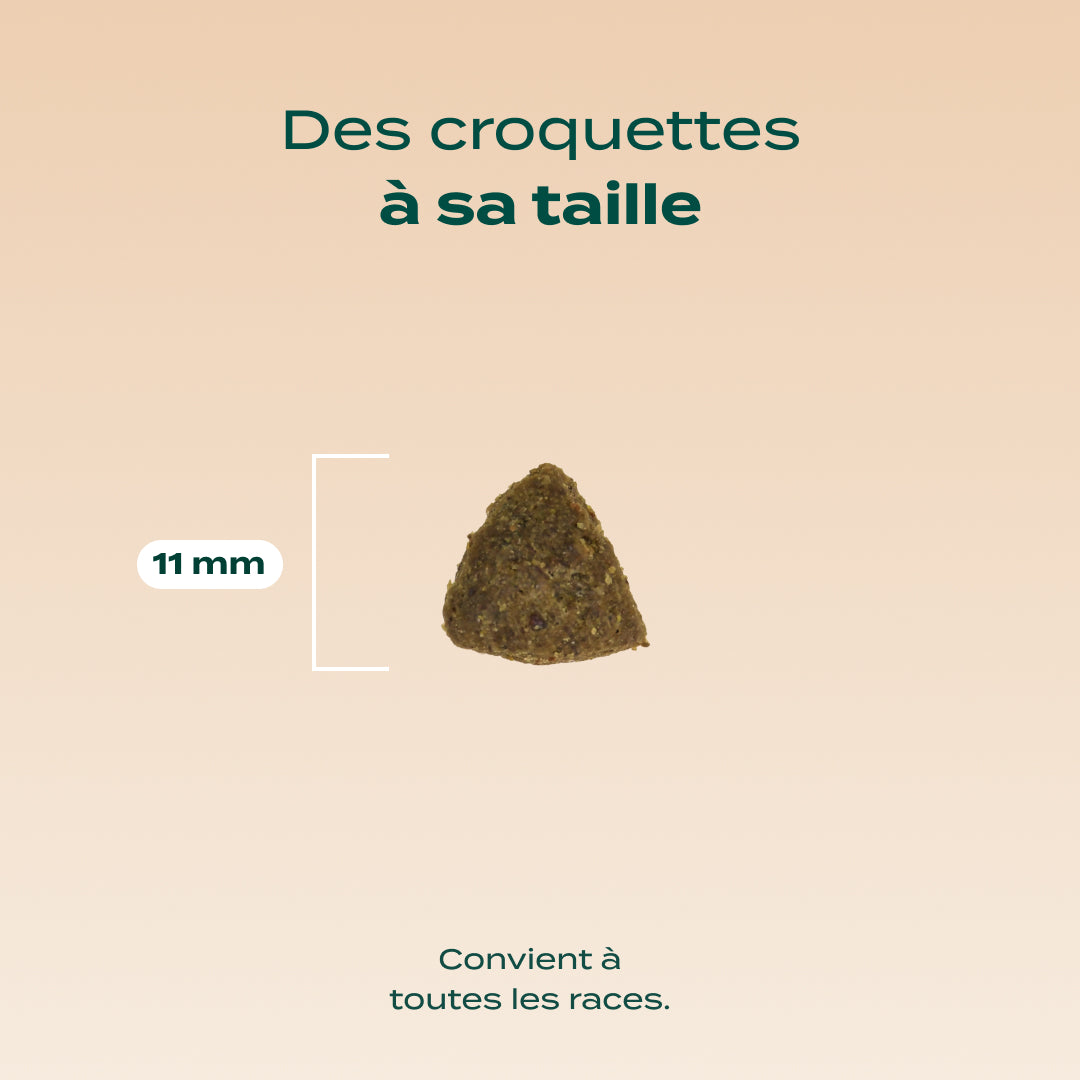 DINDE, COURGE, POIRE