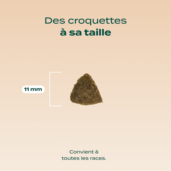 dinde-courge-poire