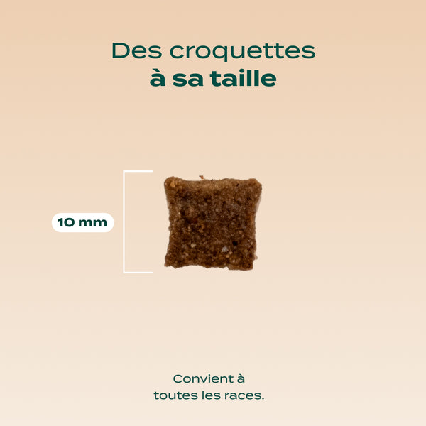 canard-courge-camomille