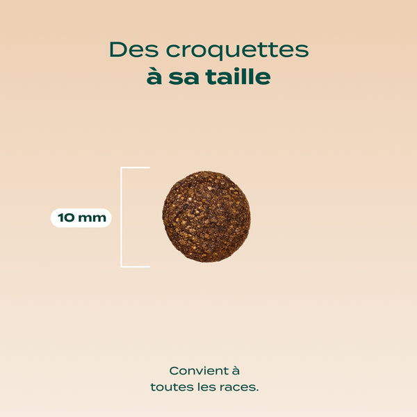 saumon-courge-camomille