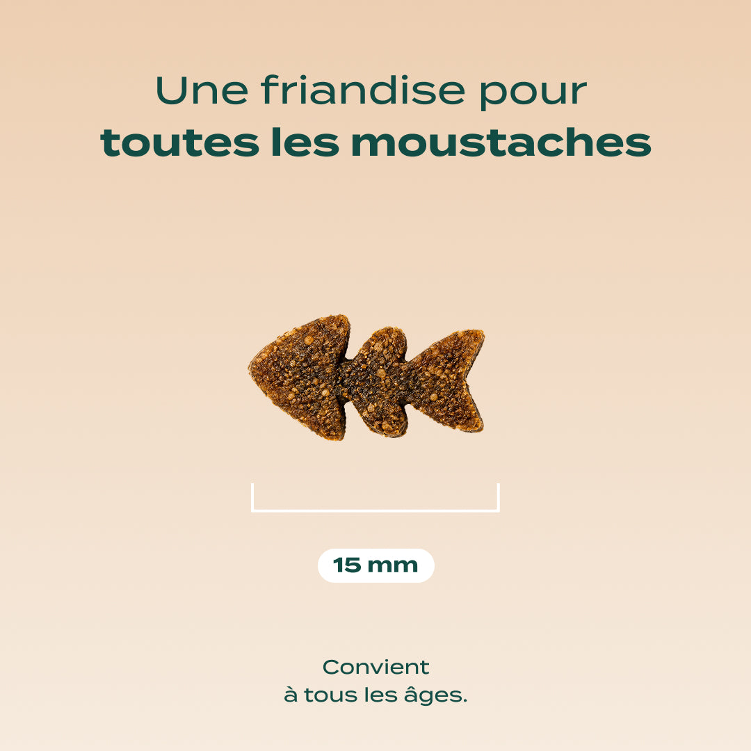 BOUCHÉES ENSORCELÉES SAUMON, CITROUILLE