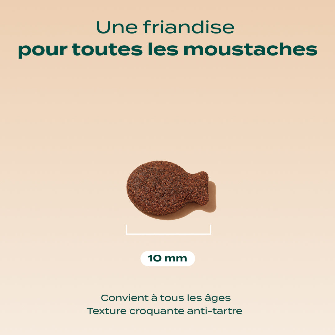 BISCROC' DENTAIRE