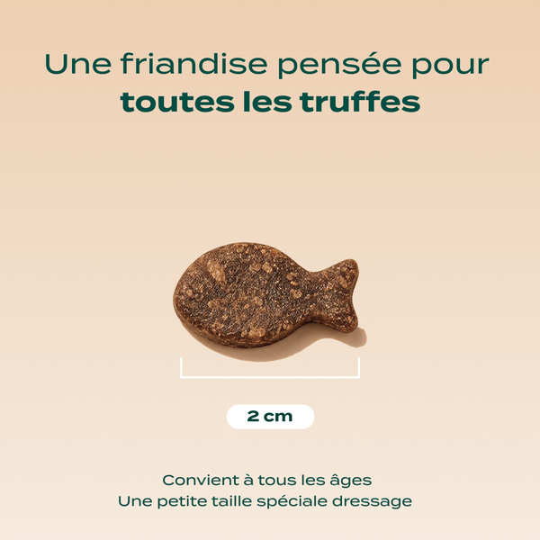 dressage-truite
