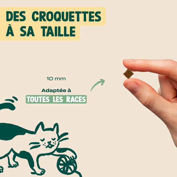 canard-courge-camomille