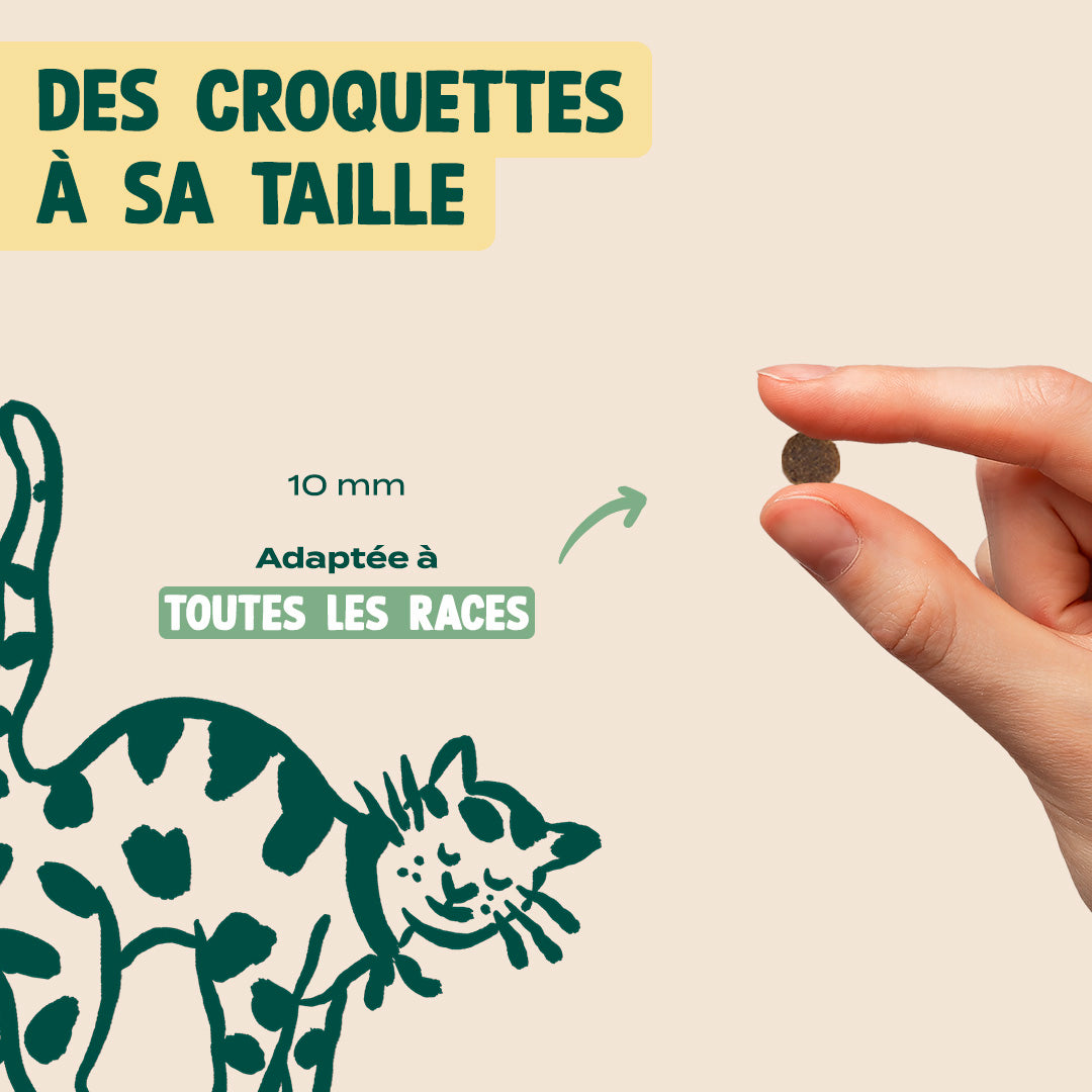 SAUMON, COURGE, CAMOMILLE