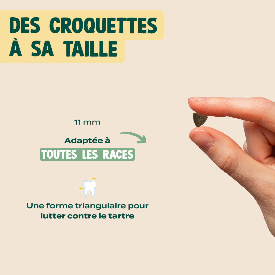 DINDE, COURGE, POIRE