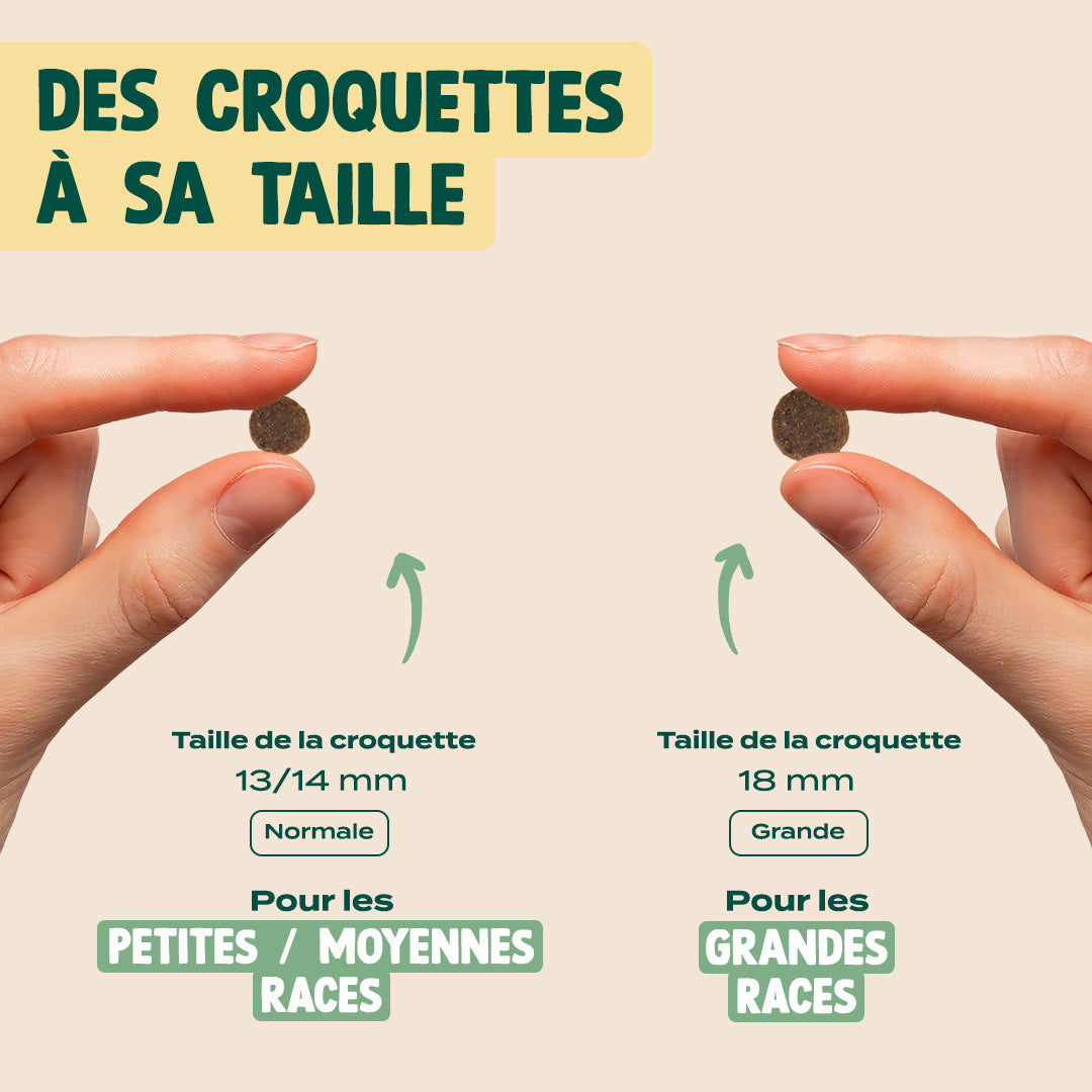 POULET, COURGE, MYRTILLE