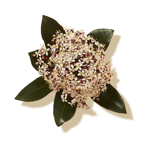 Franklin Alimentation premium pour chien et chat. Choisissez la meilleure nourriture pour votre animal : Croquettes sans céréales riches en protéines et faibles en glucides. Découvrez notre large gamme de pâtées et de friandises riches en viande !