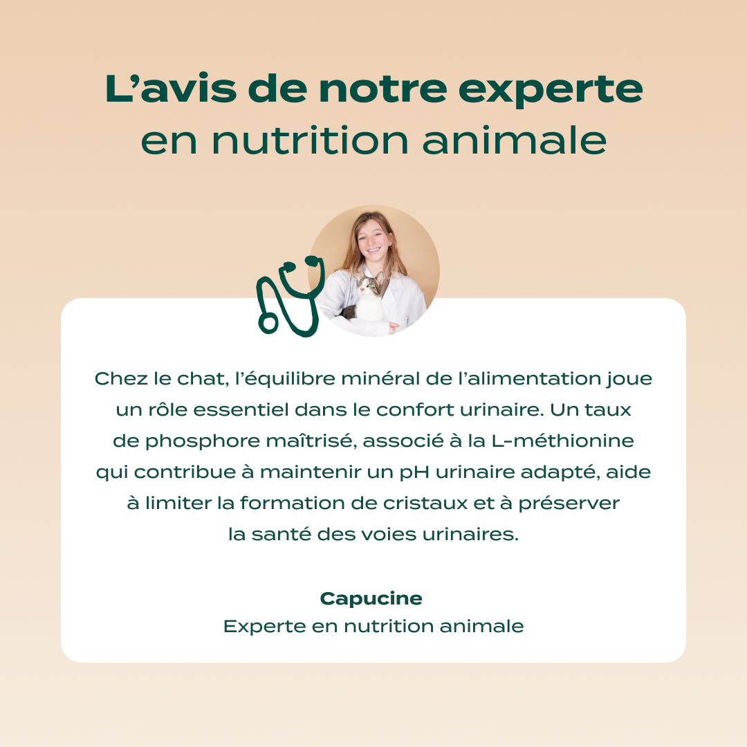 CANARD, COURGE, CAMOMILLE