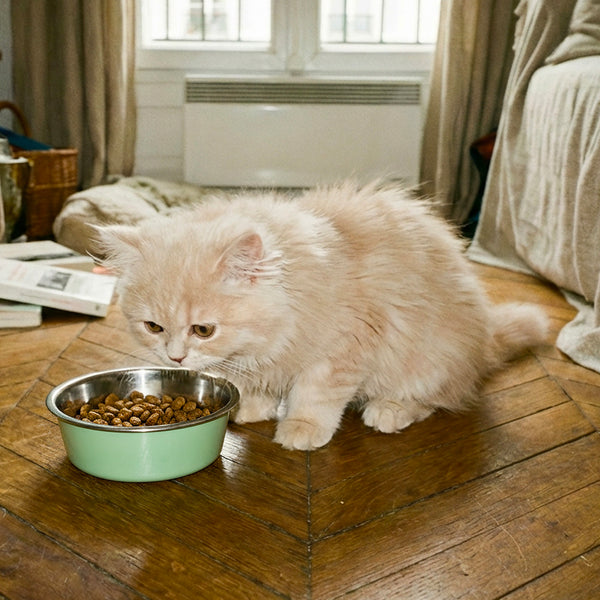gamelle-chaton