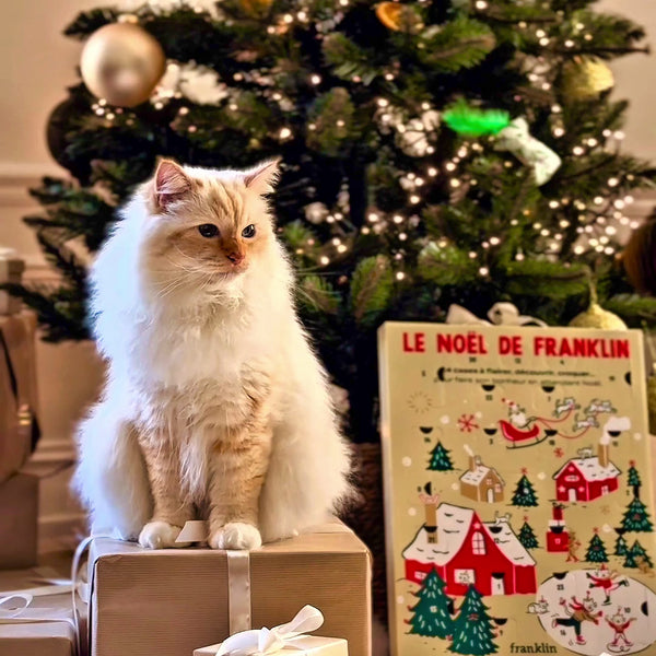 calendrier-de-l-39-avent-chat