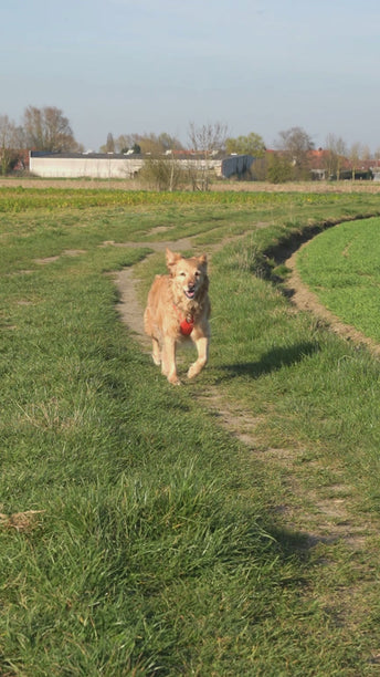 PACK CHIEN SENIOR