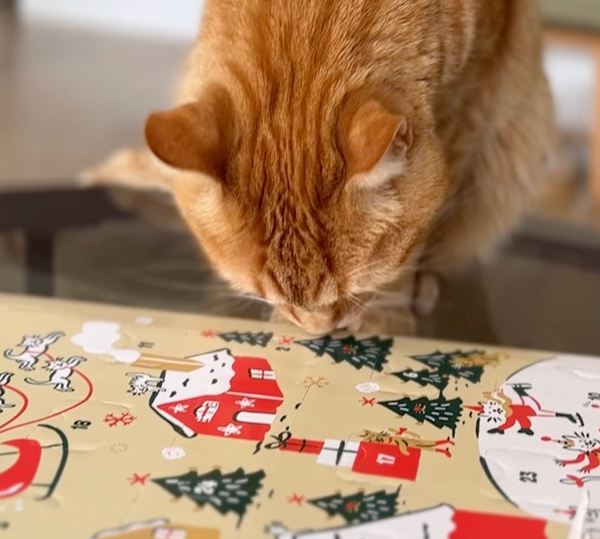 calendrier-de-l-39-avent-chat