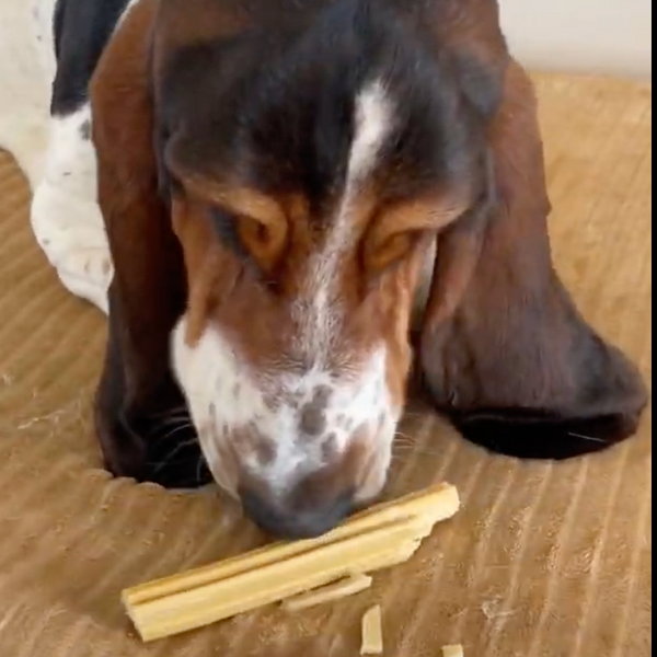 sticks-au-beurre-de-cacahuetes