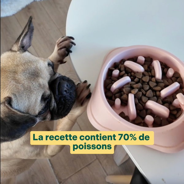 saumon-truite-persil