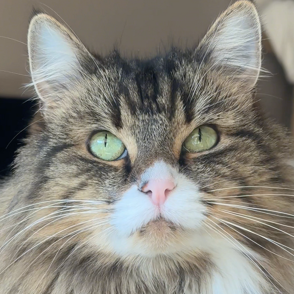 agneau-dinde-valeriane