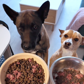 PACK CHIEN DIFFICILE