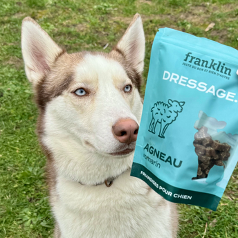 Dressage agneau