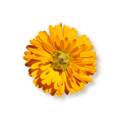 Franklin Alimentation premium pour chien et chat. Choisissez la meilleure nourriture pour votre animal : Croquettes sans céréales riches en protéines et faibles en glucides. Découvrez notre large gamme de pâtées et de friandises riches en viande !